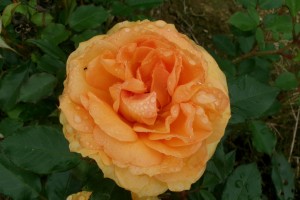 ARIZONA SUN (floribunda)